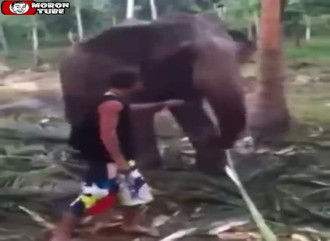Video: This elephant has had enough of visitors